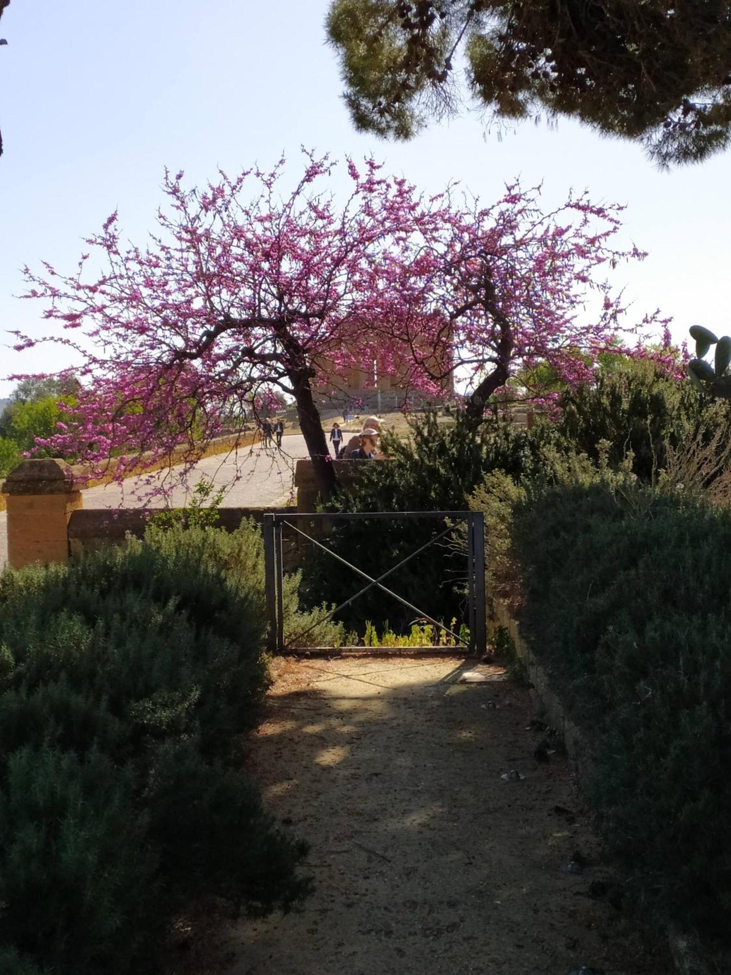 Atena Apartments Agrigento Eksteriør billede